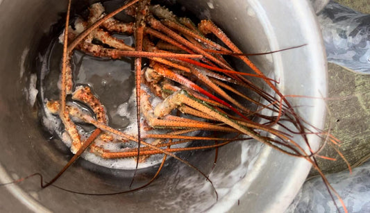 Spiny Lobster Antennae