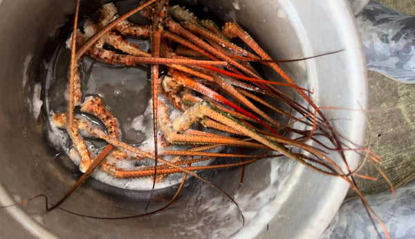 Spiny Lobster Antennae
