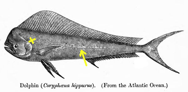 Historical scientific engraving of Dolphin (Coryphaena hippurus), Atlantic Ocean, with yellow arrows marking the lateral-line canal running gill-to-tail