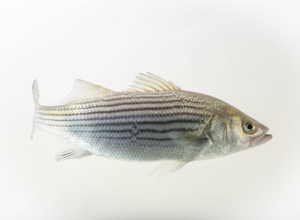 Atlantic striped bass (Morone saxatilis) — Ryan Hagerty/USFWS