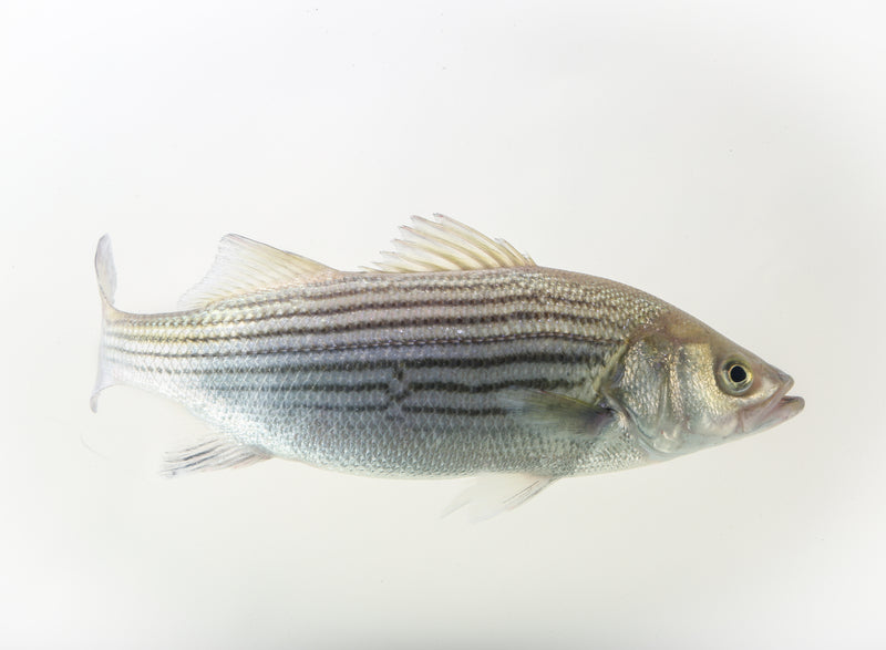 The 9% Question: What Science Says About Releasing Striped Bass