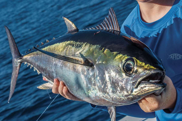 Blackfin tuna held boatside off Hatteras, showing the dark back and yellow-edged finlets. Photo: Adrian Gray / Sport Fishing.
