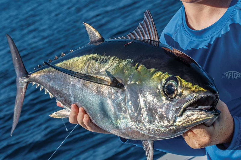 Blackfin Tuna Species Spotlight: Habits, Hot Months, and Light-Tackle Tactics