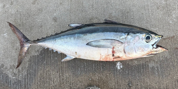 Blackfin tuna (Thunnus atlanticus) boatside — the offshore angler's gateway pelagic