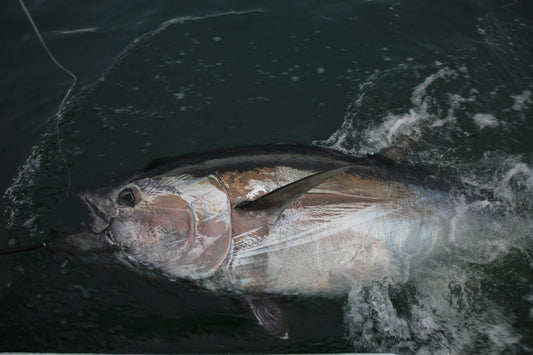 Offshore Atlantic bluefin tuna fishing scene, the fishery reshaped by the 2026 quota increase.
