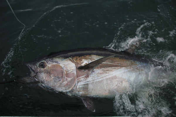 Offshore Atlantic bluefin tuna fishing scene, the fishery reshaped by the 2026 quota increase.