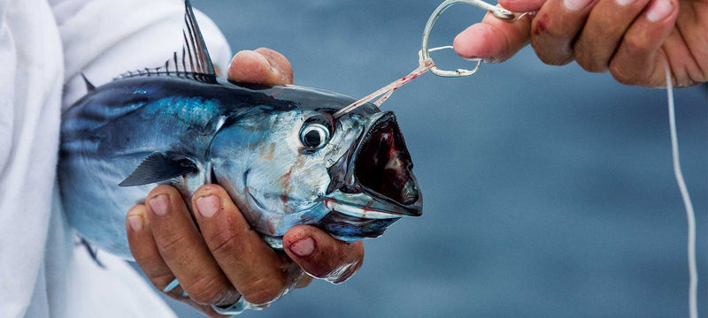 Circle Hooks and Billfish Release — Why the Switch Matters
