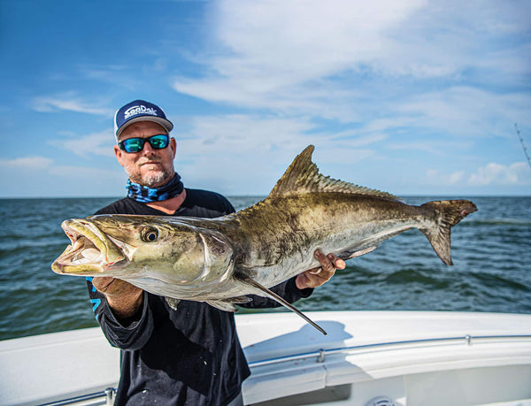 Cobia caught by an angler over offshore structure — species spotlight. Credit: Salt Water Sportsman