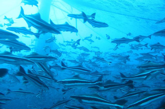 Atlantic cobia (Rachycentron canadum) cruising near the surface — June marks the start of the species' spawning migration up the Eastern seaboard