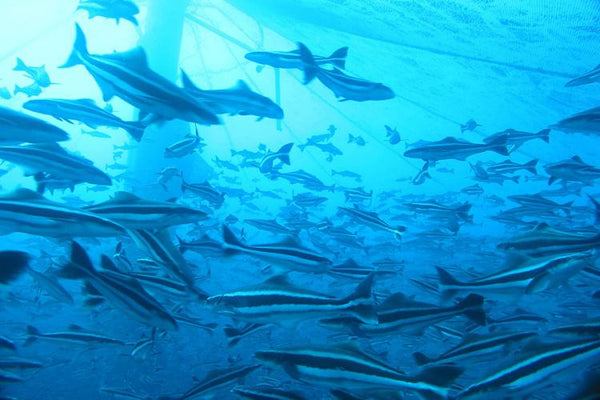 Atlantic cobia (Rachycentron canadum) cruising near the surface — June marks the start of the species' spawning migration up the Eastern seaboard