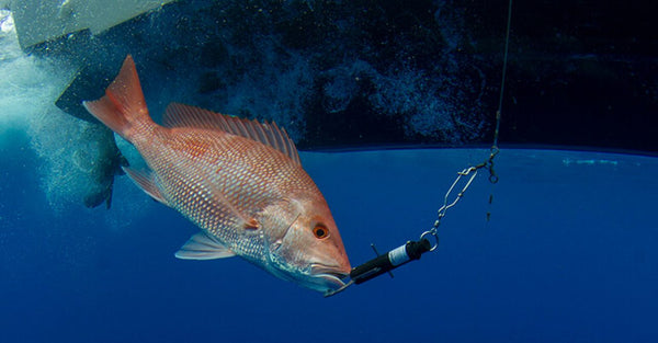 A red snapper clamped in a lip-grip descending device is lowered on a weighted line beside a boat hull to recompress it after release.