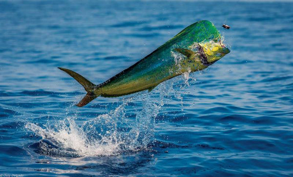 Bull mahi-mahi (Coryphaena hippurus) on a rampage offshore — the target species behind a productive mahi mahi trolling spread