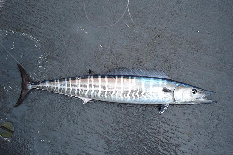 Wahoo Season: How to Target the Ocean's Fastest Predator