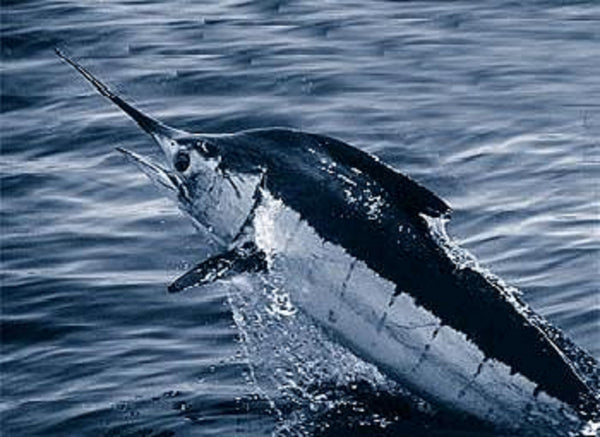 Atlantic blue marlin breaching the surface — a top target species for offshore trolling spreads