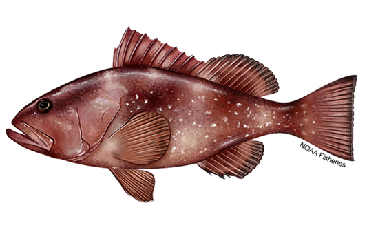 Red grouper (Epinephelus morio) — NOAA Fisheries scientific illustration showing dark reddish-brown body, white spots on flanks, pink underside, large mouth and unbroken dorsal fin