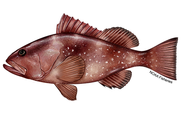 Red grouper (Epinephelus morio) — NOAA Fisheries scientific illustration showing dark reddish-brown body, white spots on flanks, pink underside, large mouth and unbroken dorsal fin