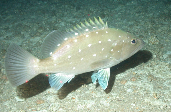 Snowy grouper caught deep drop fishing offshore in 300 to 500 feet of water