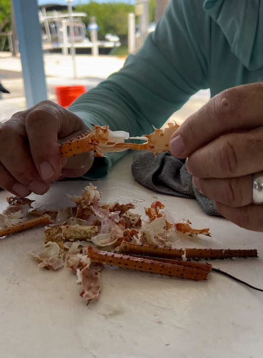 Two hands cracking cooked Florida spiny lobster antennae at an outdoor Keys dockside table, broken coral-orange shells in the foreground — the table moment the recipe is built around. Credit Florida Sport Fishing.