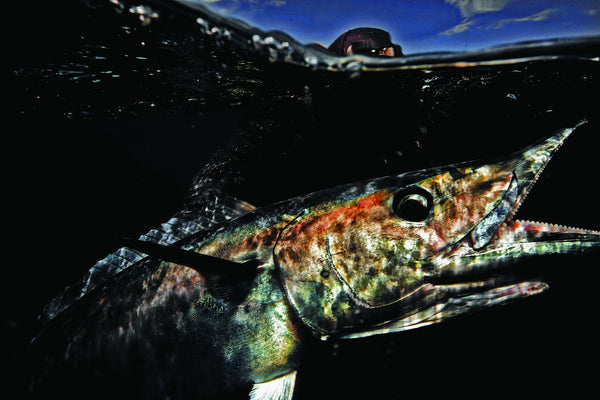 Wahoo (Acanthocybium solandri) brought boatside after a long day in the blue — the species' cutting teeth and fading tiger-bar coloration on full display. Photograph by Luis Beristain.