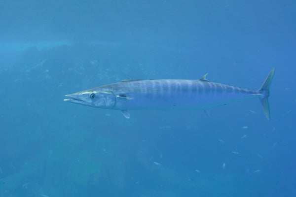 Wahoo (Acanthocybium solandri) swimming in clear offshore Atlantic waters
