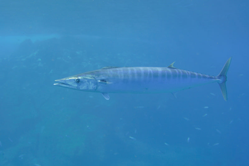 Species Spotlight: Wahoo — Speed, Tackle, and Offshore Tactics