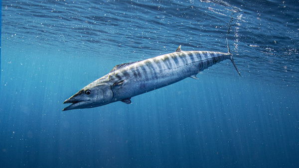 Wahoo (Acanthocybium solandri) species profile — credit Pelagic Gear / Adrian Gray