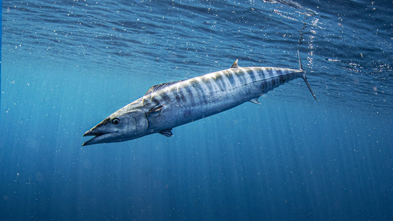 Species Spotlight: Wahoo — Speed, Tackle, and Offshore Tactics