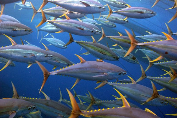 School of yellowfin tuna offshore — NOAA Fisheries / Jeff Muir